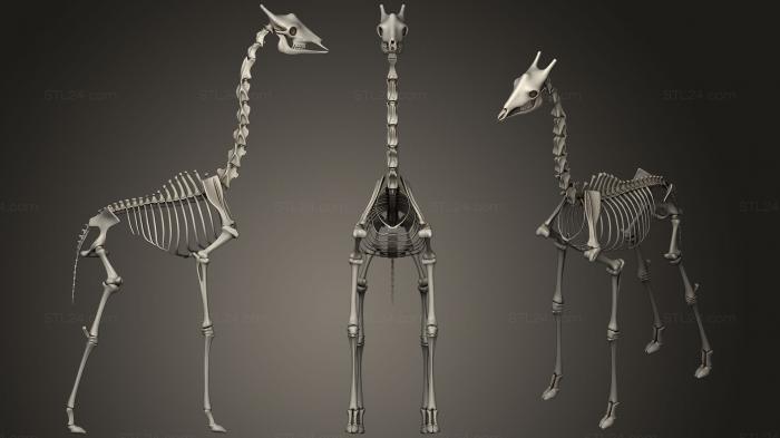 Анатомия скелеты и черепа (Скелет жирафа, ANTM_0561) 3D модель для ЧПУ станка